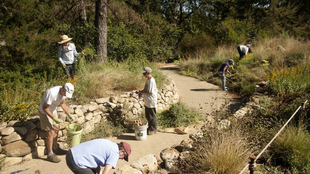 Entrance to the UC Davis Arboretum's Mary Wattis Brown Garden of California Native Plants. Volunteers working in Mary Wattis Brown Garden.