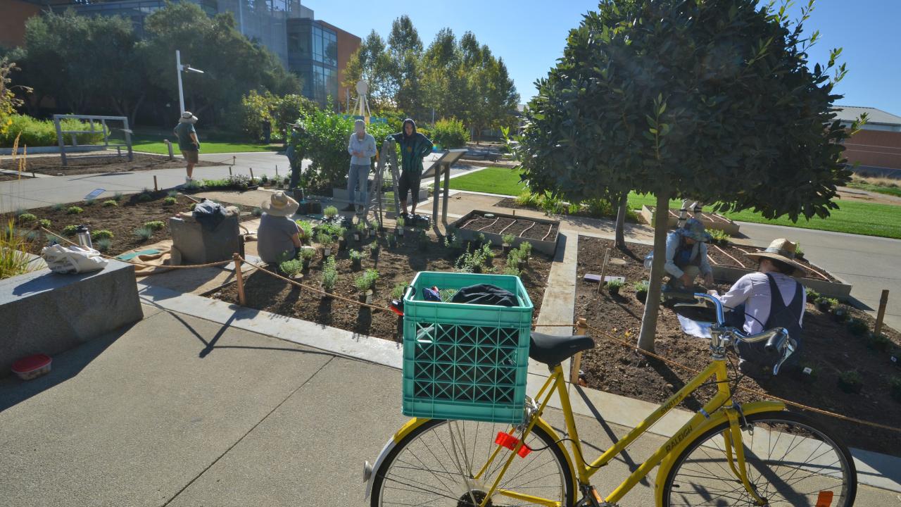 Image of staff and volunteers planting perennials in the UC Davis Good Life Garden.