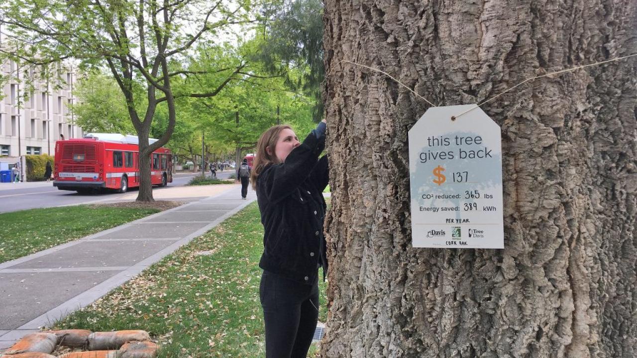 Hanging tree tag