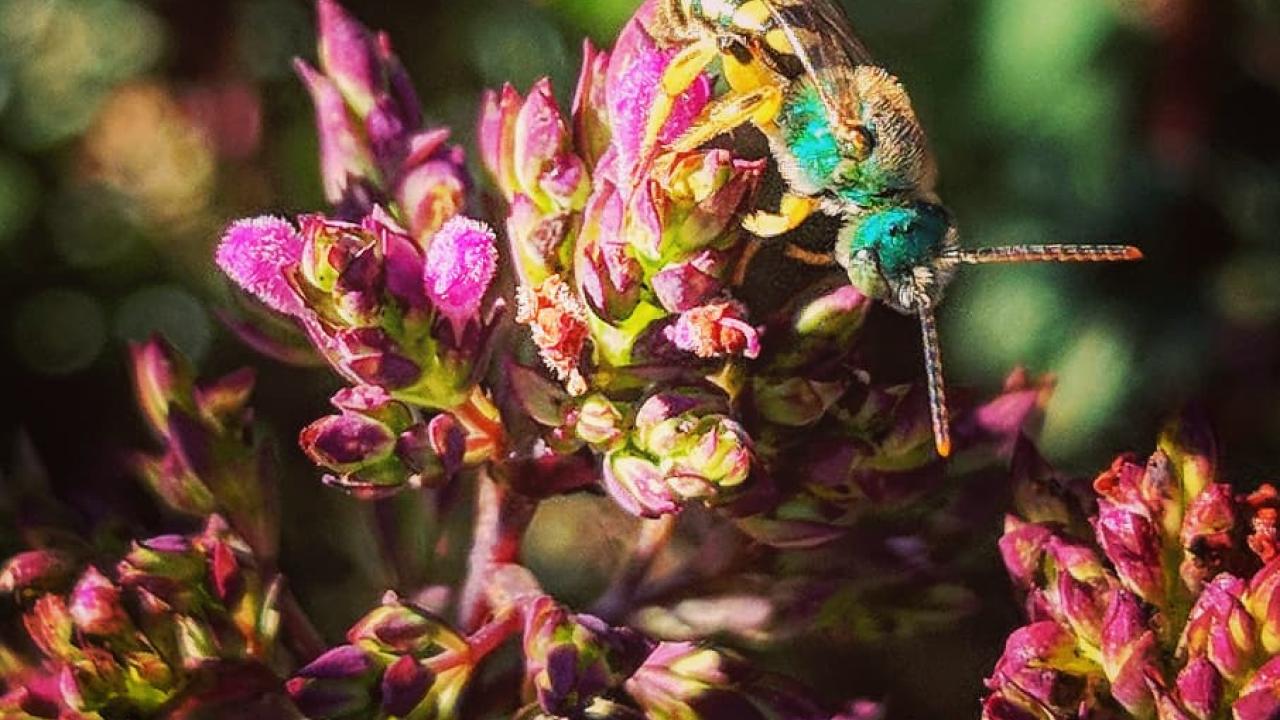 Image of native bee on flowers in the UC Davis Arboretum and Public Garden.