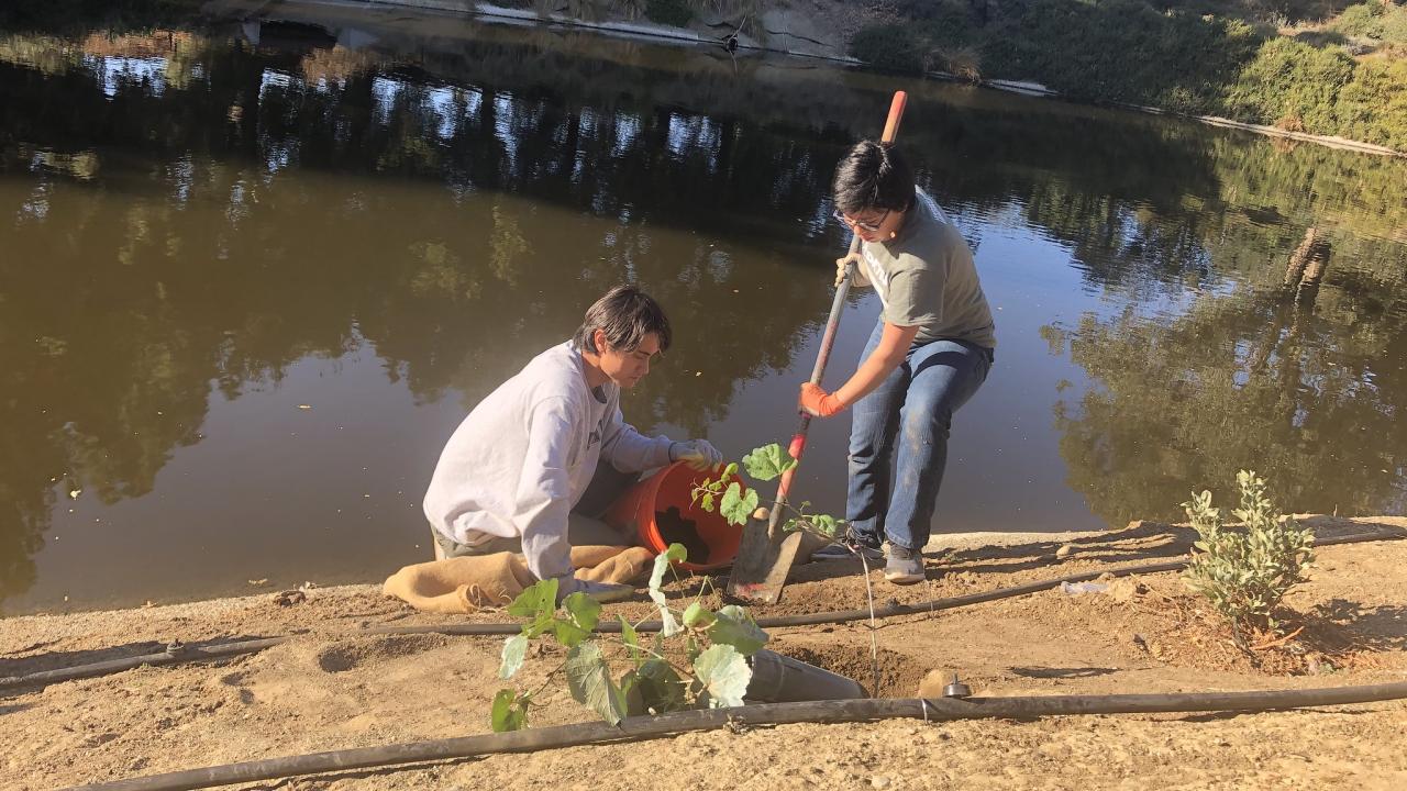 Image of two student interns from the Learning by Leading Waterway Stewardship team planting a wild grape cuttings to prevent erosion and create a wildlife habitat along the Arboretum Waterway.