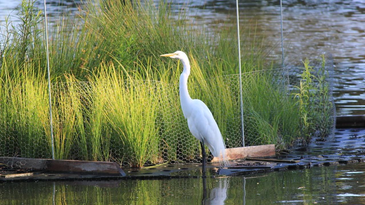 Great egret