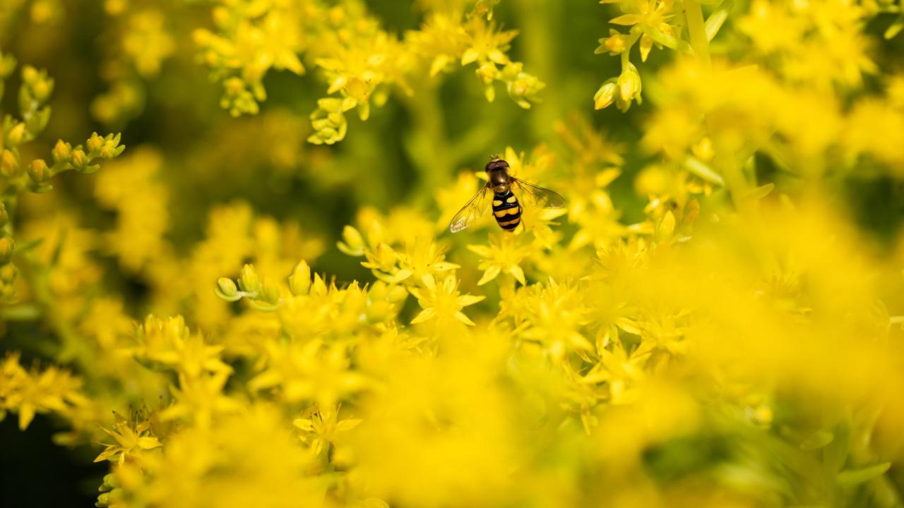 Feeling overwhelmed? Take a break with us in the Arboretum, and watch our new Mindfulness Video Series. yellow flowers with a bug in the center.