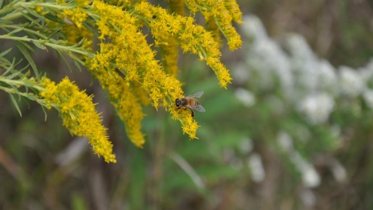 Bee on goldenrod