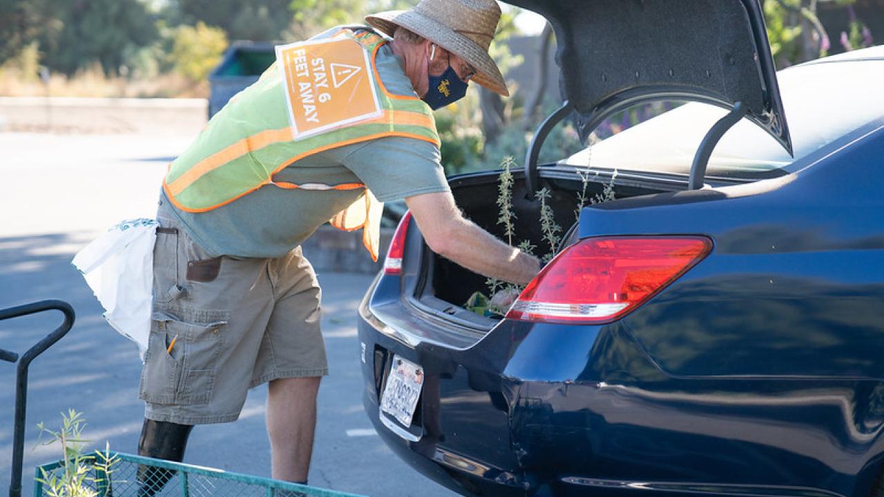Taylor Lewis, nursery manager, loads plants into the trunk of a customer's car. Members of the Friends of the UC Davis Arboretum and Public Garden are eligible to shop plants online and pick them up via our contactless curbside service. Image of Nursery Manager Taylor Lewis loading plants into a car trunk.