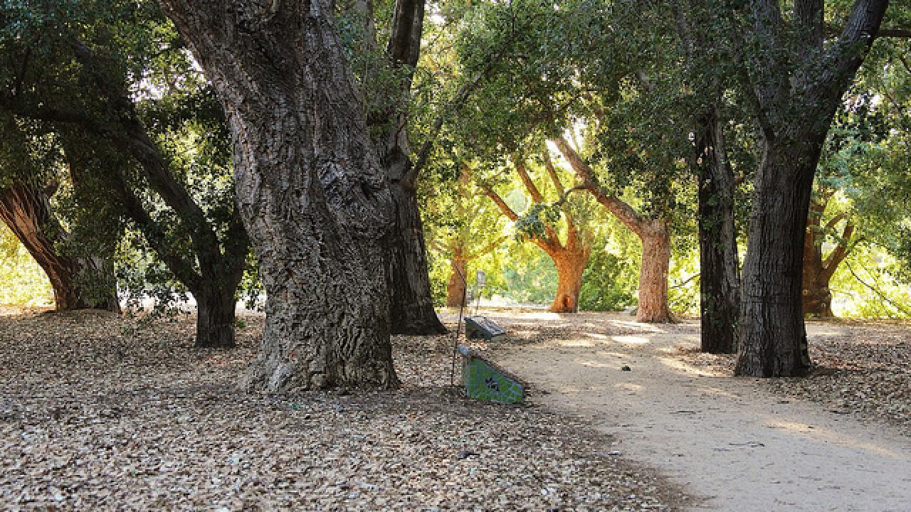 oak grove: oak trees and path