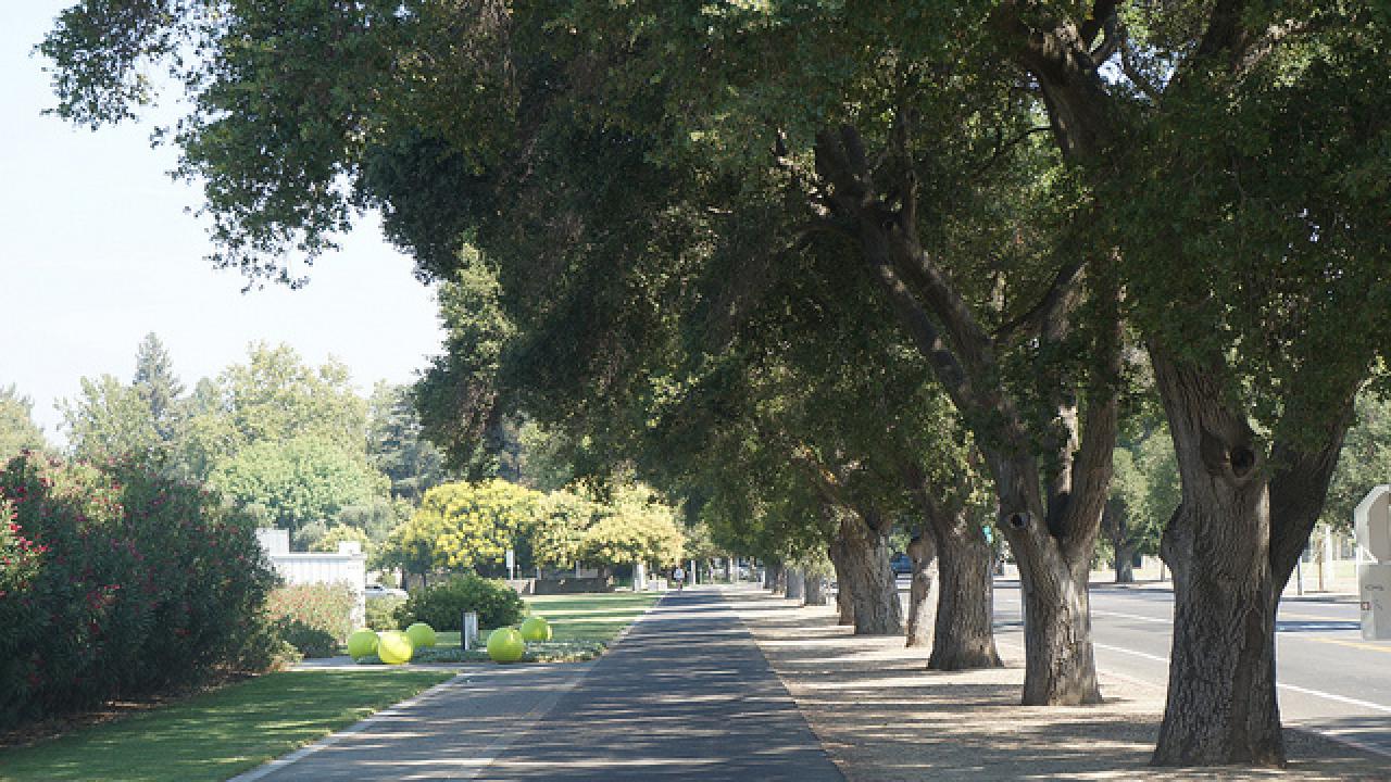 trees along the road