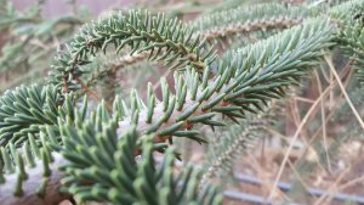 The needles of the Spanish fir tree radially surround the branches and feel like you are touching a hedgehog hence this tree’s other name, the hedgehog fir. Needles of Spanish fir