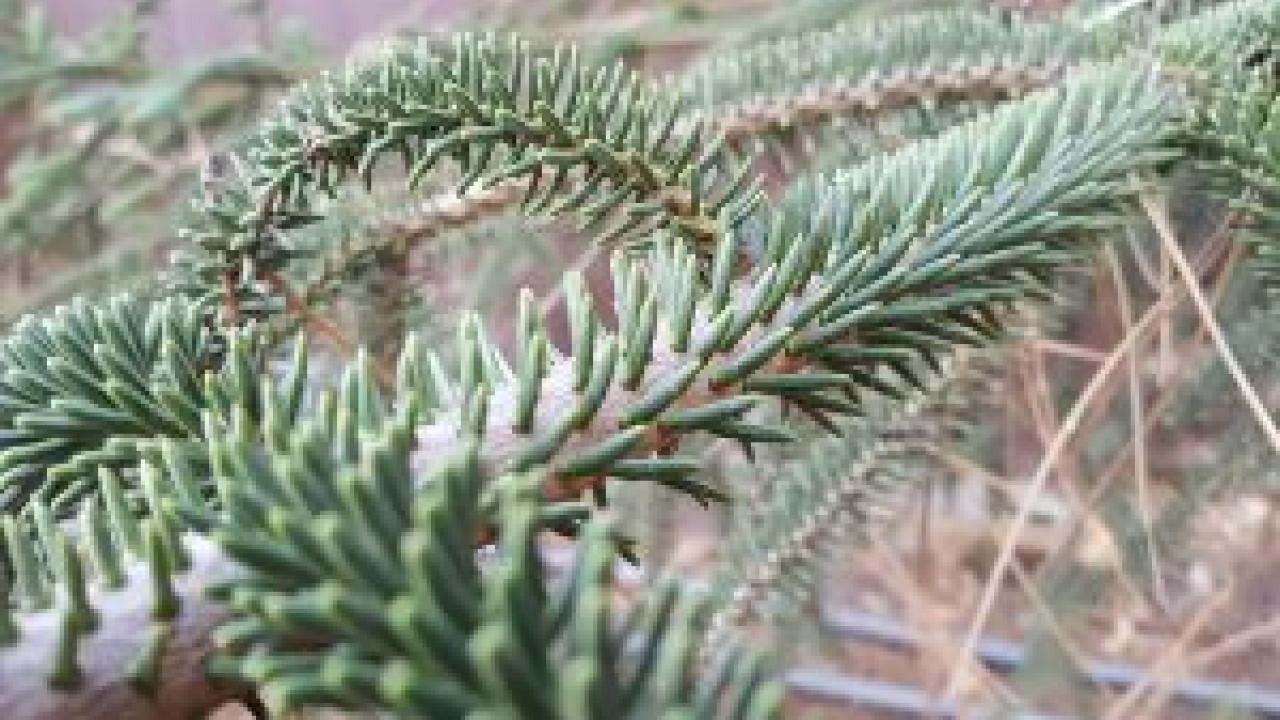 Needles of Spanish fir