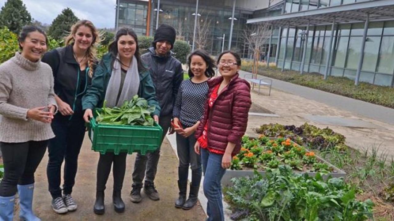 UC Davis Arboretum and Public Garden interns donate produce they grew and/or harvested to The Pantry — a student-run program helping students with meals and other necessities. Students harvest Good Life Garden for donation to The Pantry