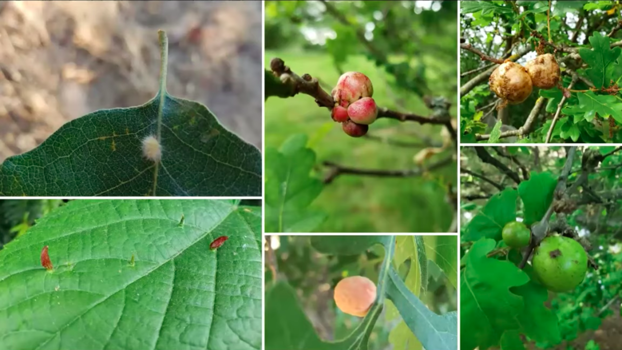 The image displays the diversity of gall wasps that are found both in the Arboretum and throughout the world. The photo displays the diversity of gall wasps that are found both in the Arboretum and throughout the world.