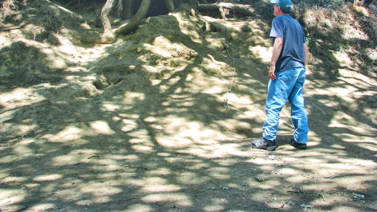 Image of Andrew Fulks, assistant director UC Davis Arboretum and Public Garden, concerned about tree health and vandalism, assesses erosion damage caused by surge in visitors who add ropes, swings and ladders to trees on research land.