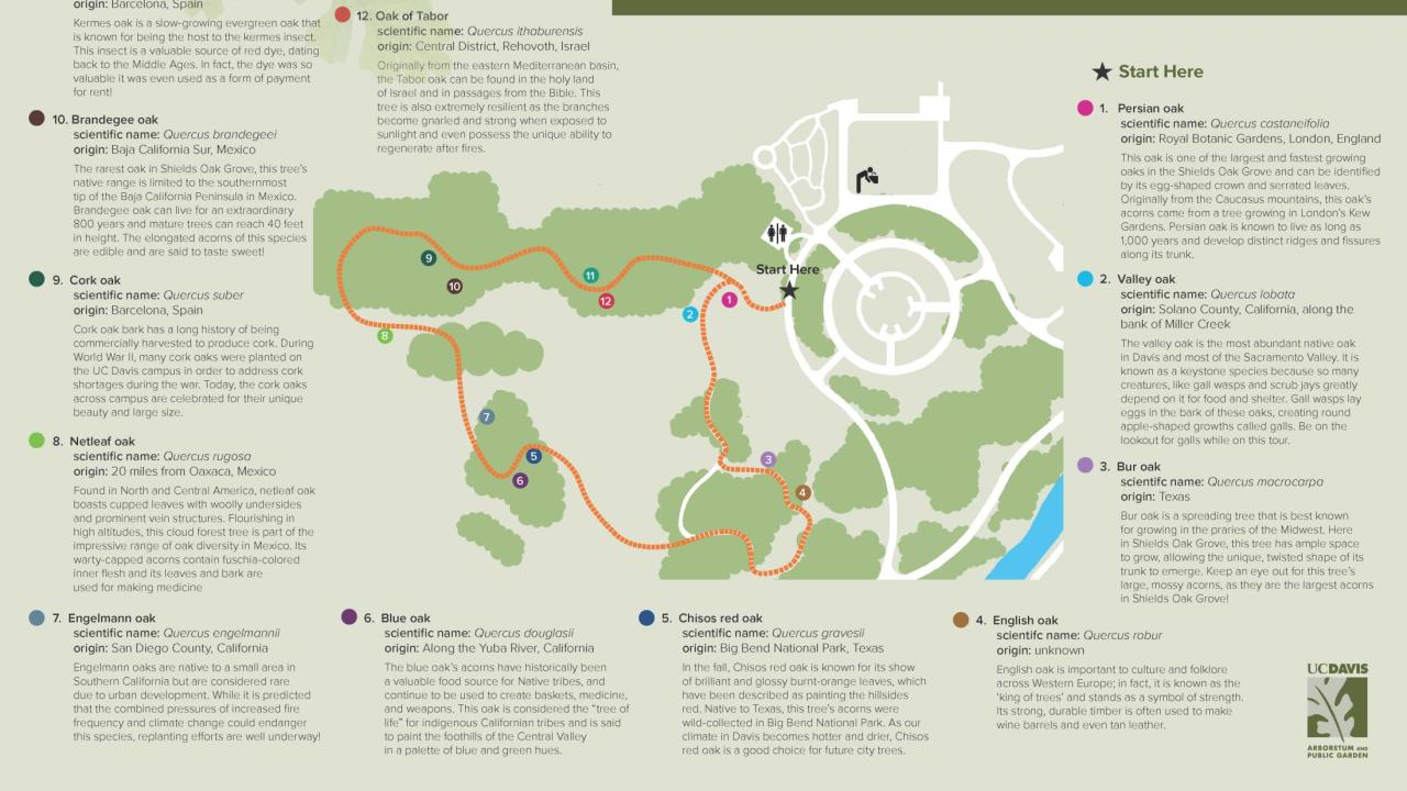 The self-guided walking tour developed by McAllister and Groff for the International Oak Society Conference. Image of self-guided tour brochure.