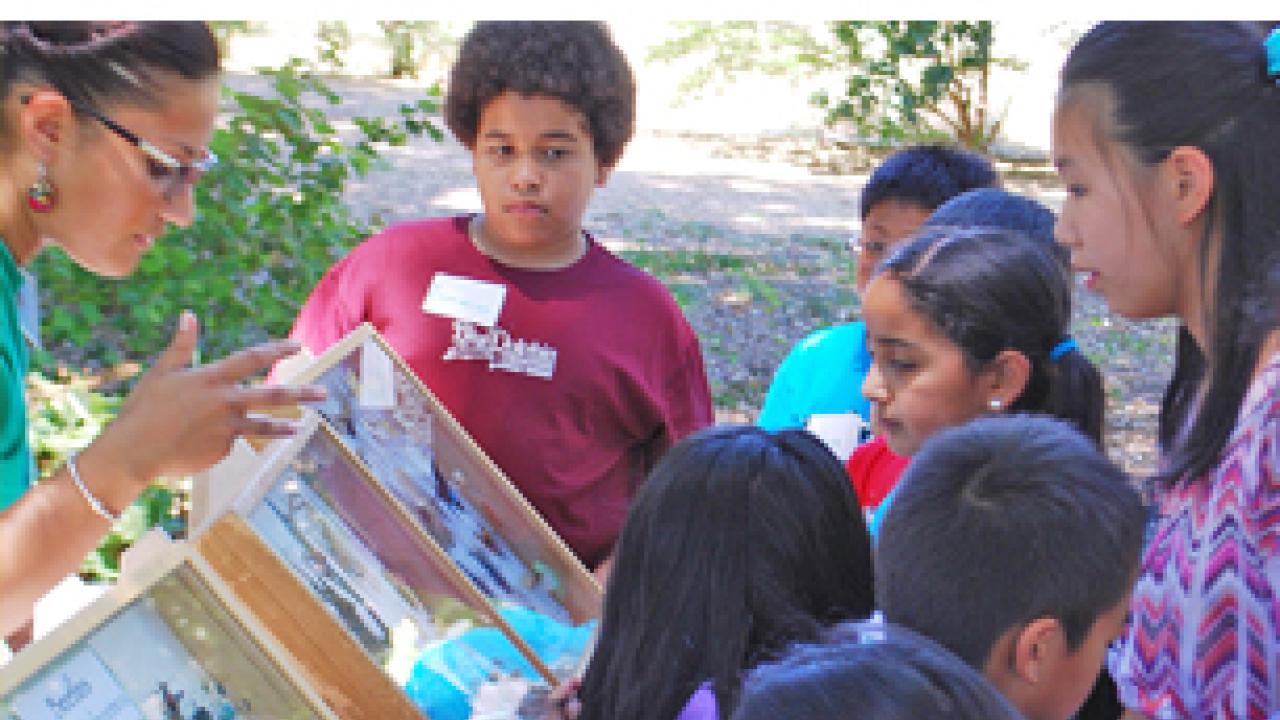 Learning about pollinators