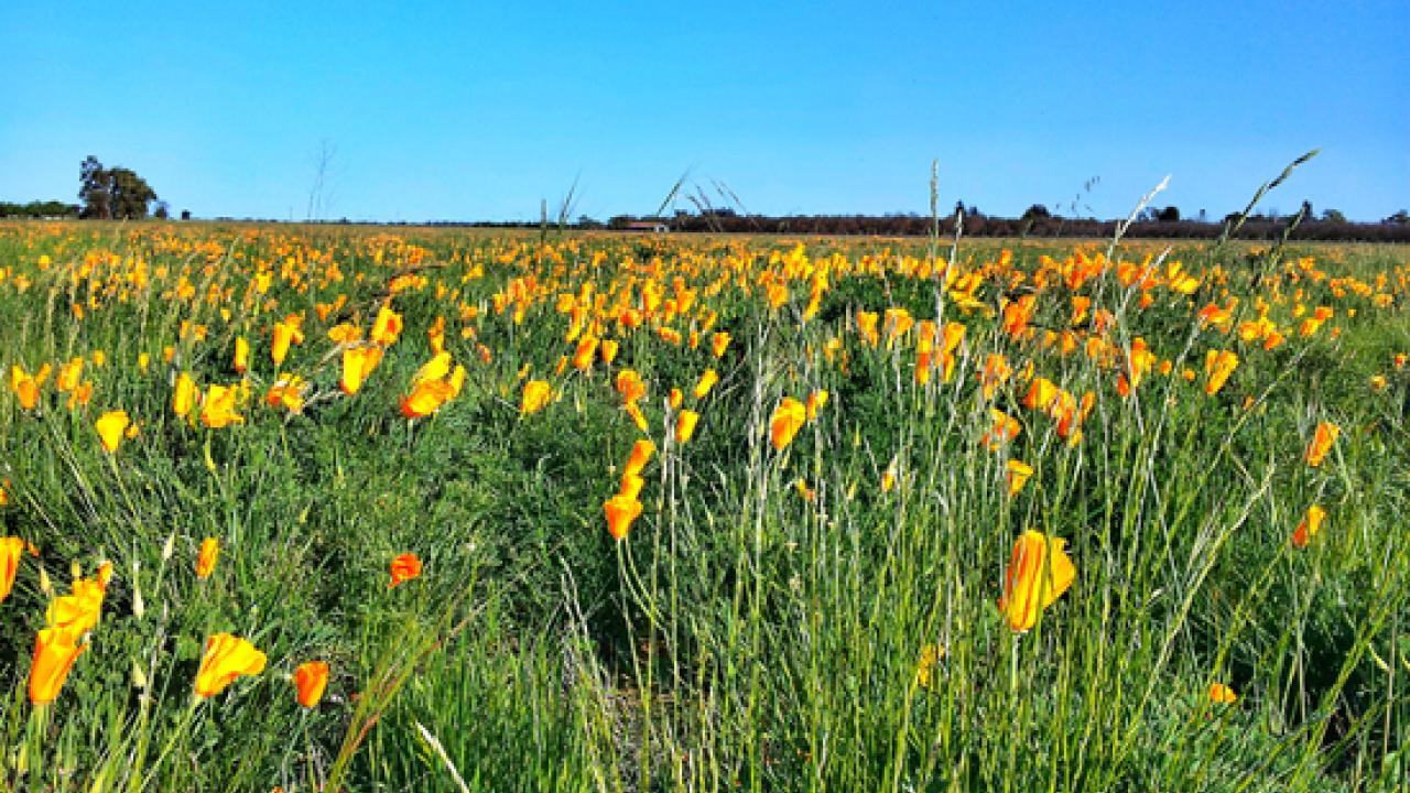 a field wildflowers