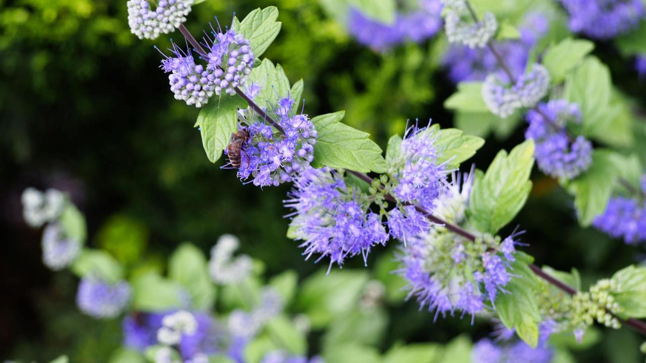 Caryopteris × clandonensis 'Blauer Splatz' PPAF Sapphire Surf™ Image of Caryopteris × clandonensis 'Blauer Splatz' PPAF Sapphire Surf™