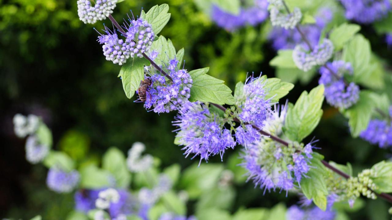 Image of Caryopteris × clandonensis 'Blauer Splatz' PPAF Sapphire Surf™