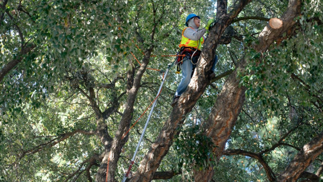 John McKnight, Lead Tree Trimmer for UC Davis Grounds and Landscape Services, can usually be found high above ground, caring for campus trees like this cork oak in Orchard Park. Tree Campus USA