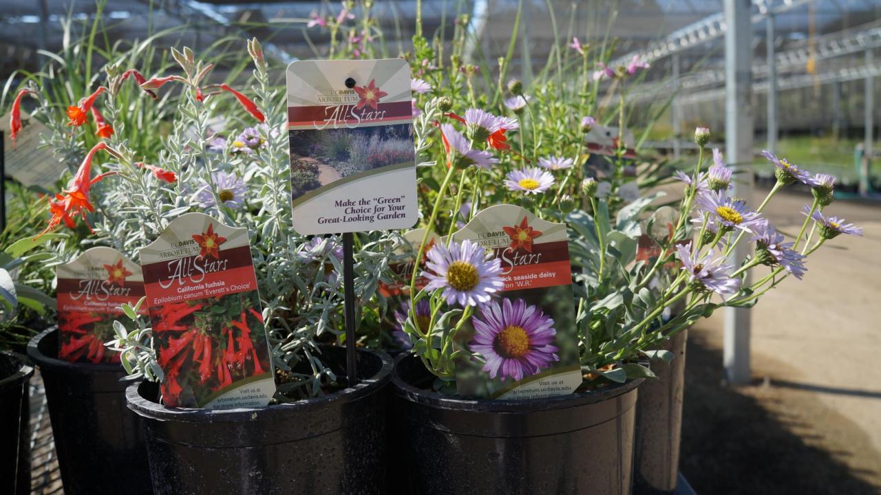 Image of Arboretum All-Stars at UC Davis Arboretum Teaching Nursery.