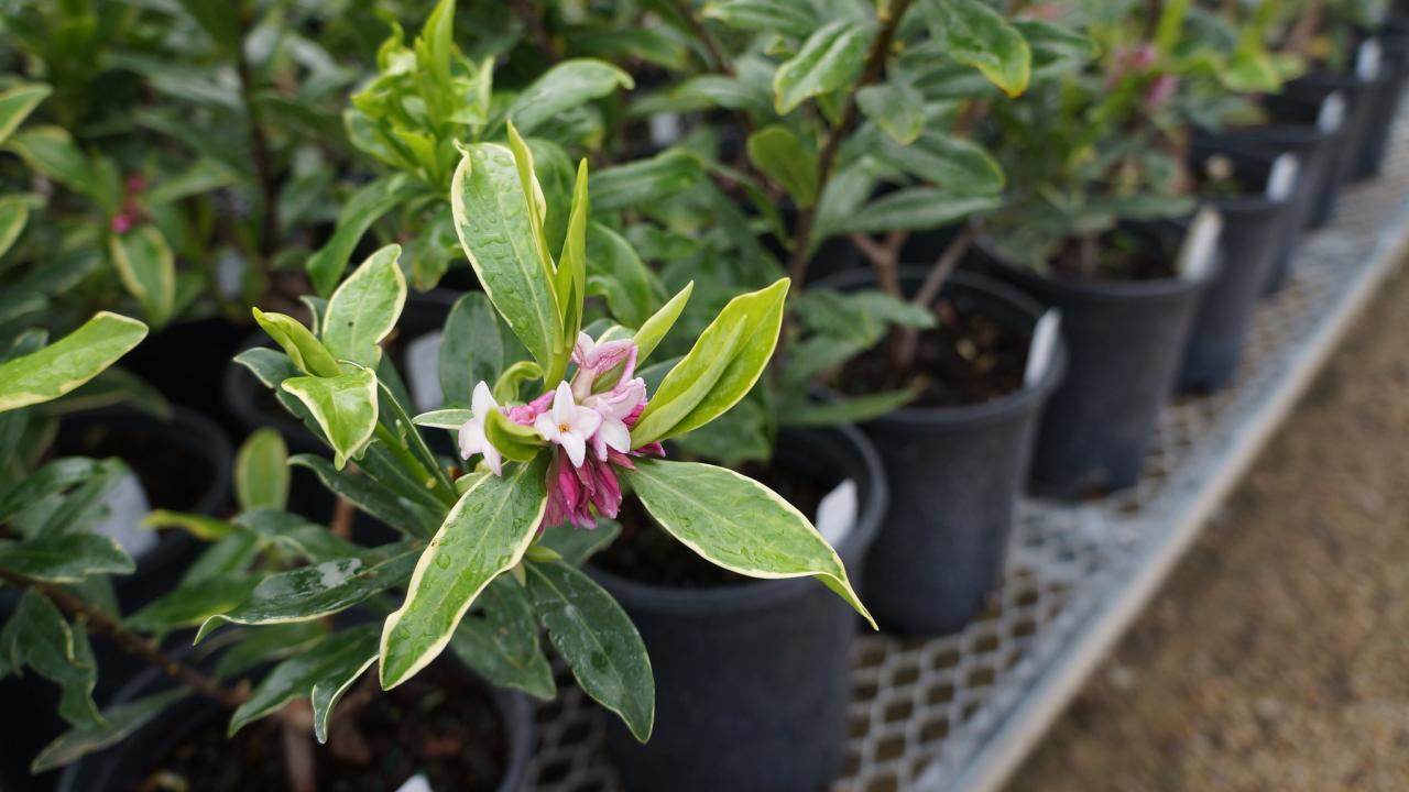 A potted winter daphne