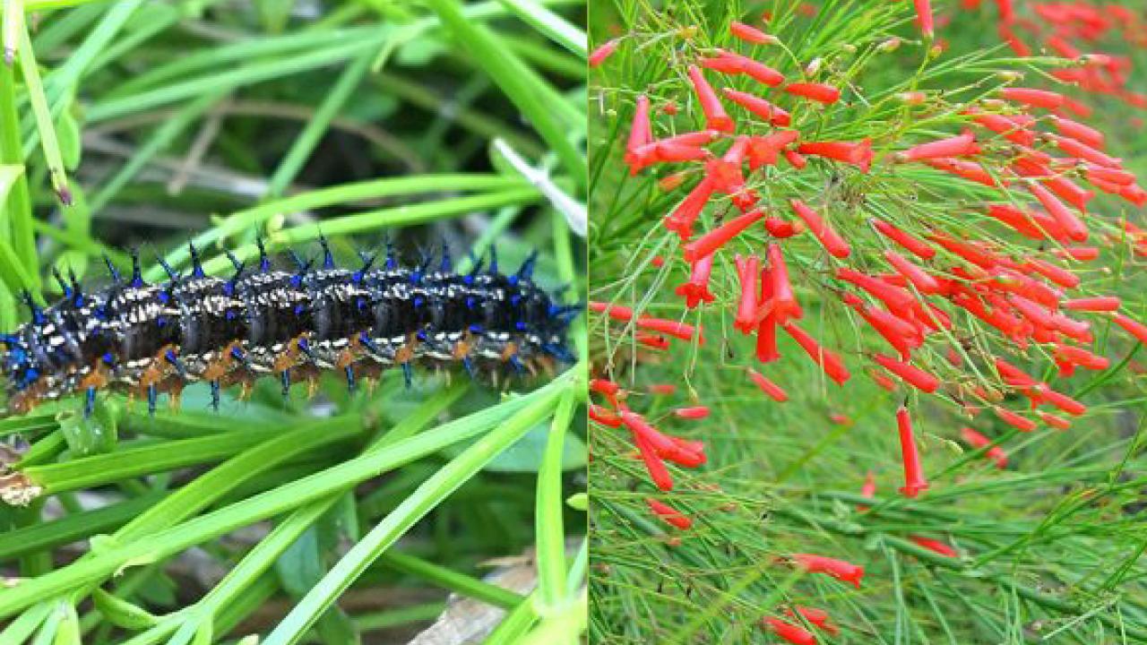 Left: buckeye caterpillar (photo by Ria De Grassi); Right: detail of firecracker plant (photo by Thai Jasmine CC BY-NC 2.0) Left: buckeye caterpillar (photo by Ria De Grassi); Right: detail of firecracker plant (photo by Thai Jasmine CC BY-NC 2.0)