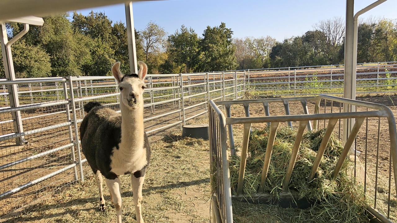 Image of llama in the UC Davis Large Blood Donor Animal Facility.