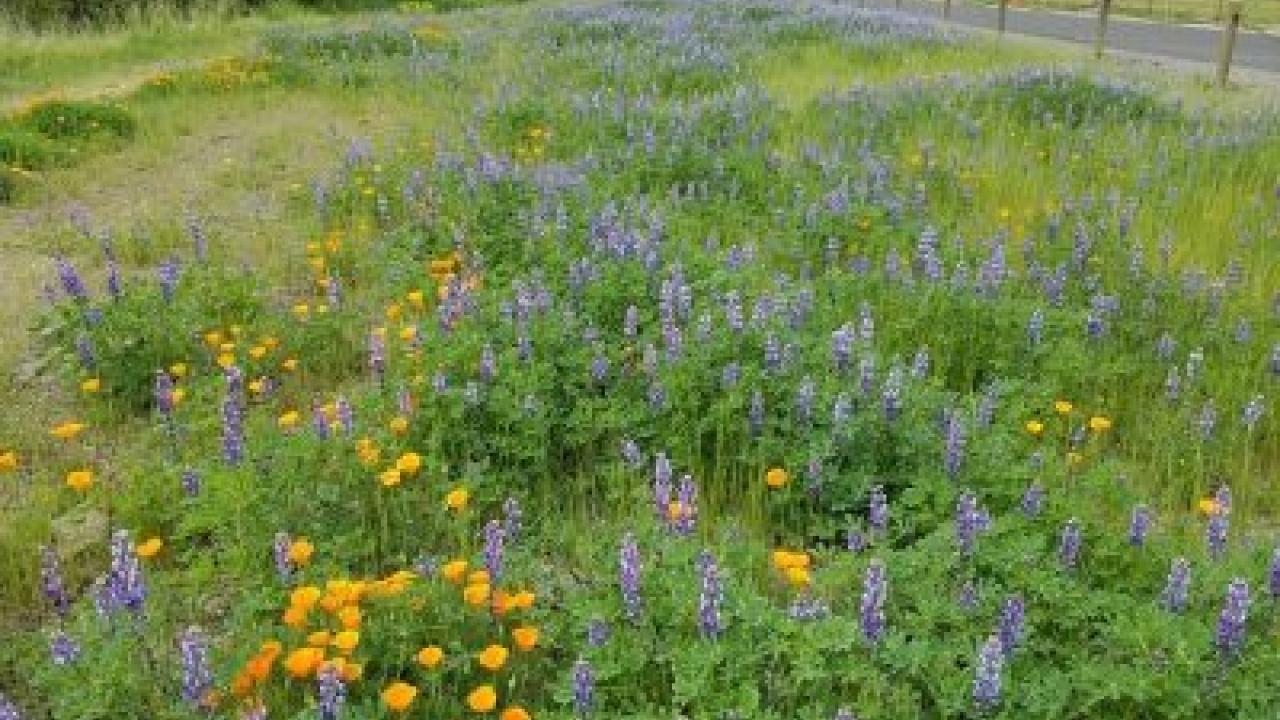 Image of native plant meadow and post and cable fencing