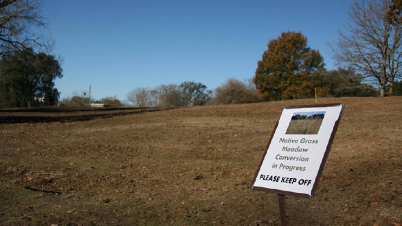 Oak Grove meadow conversion