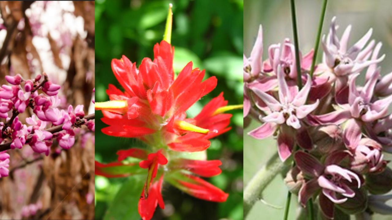 Left to right: redbud (Cercis occidentalis), paintbrush (Castilleja sp.), showy milkweed (Asclepias speciosa) California native flowers