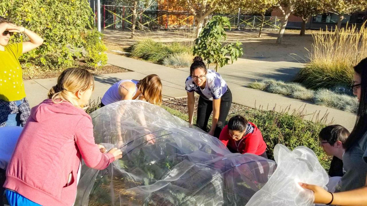 Students from the Edible Landscaping team work to install a row cover. 