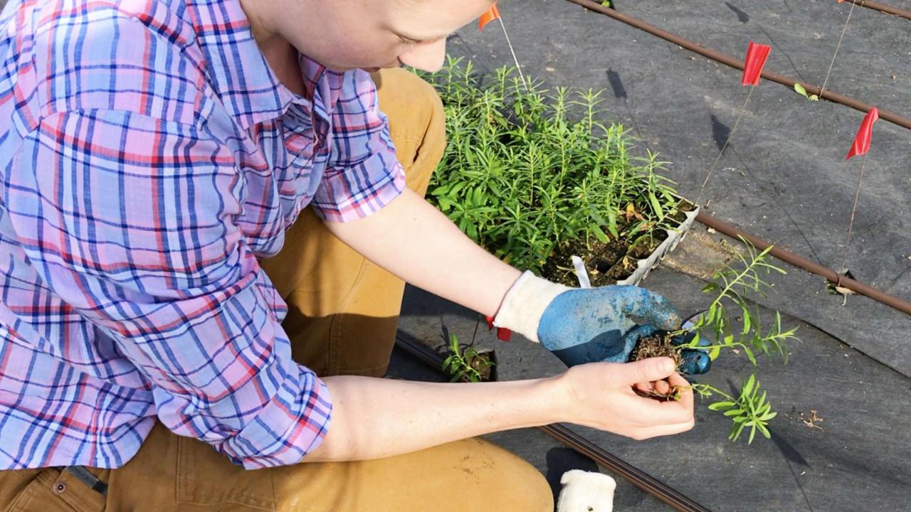 Person holds milkweed plant for planting in Butterfly Study Garden.