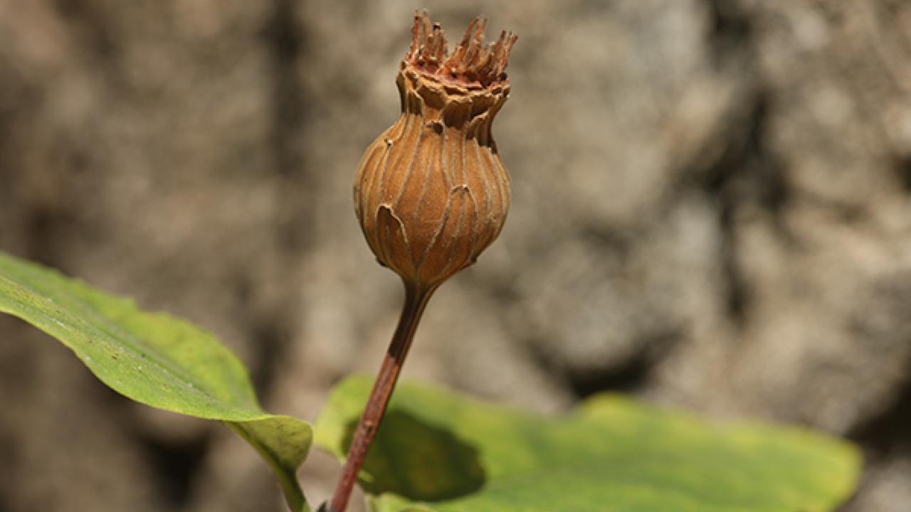 Western spicebush organ