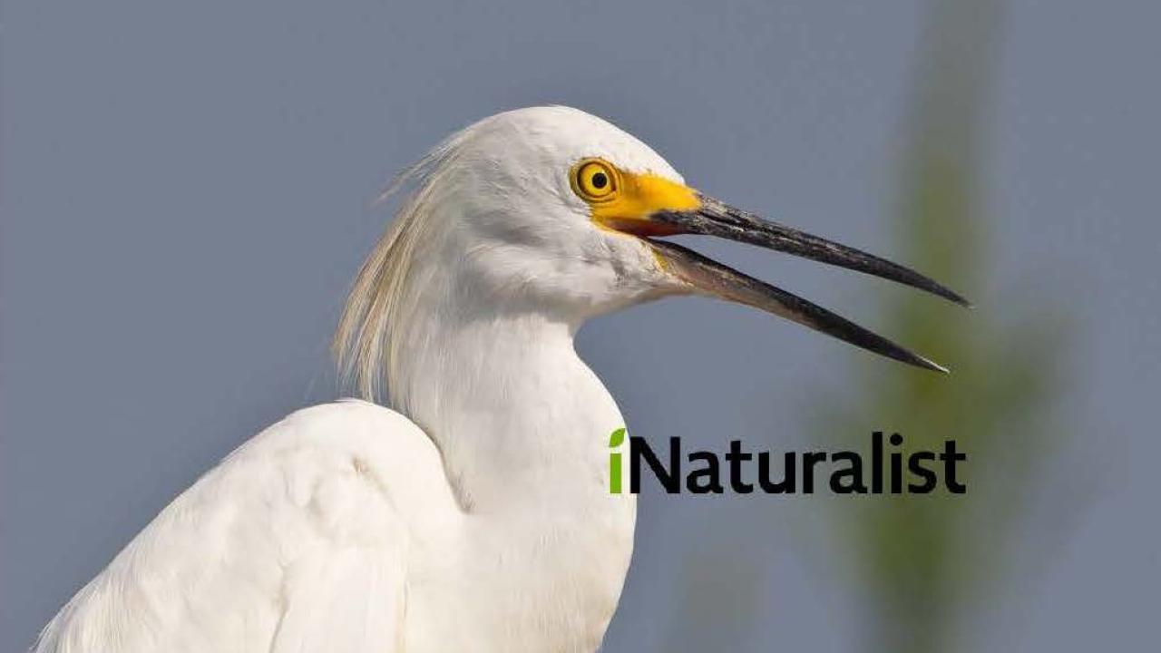 A Snowy Egret posing for the camera. Photo of snowy egret