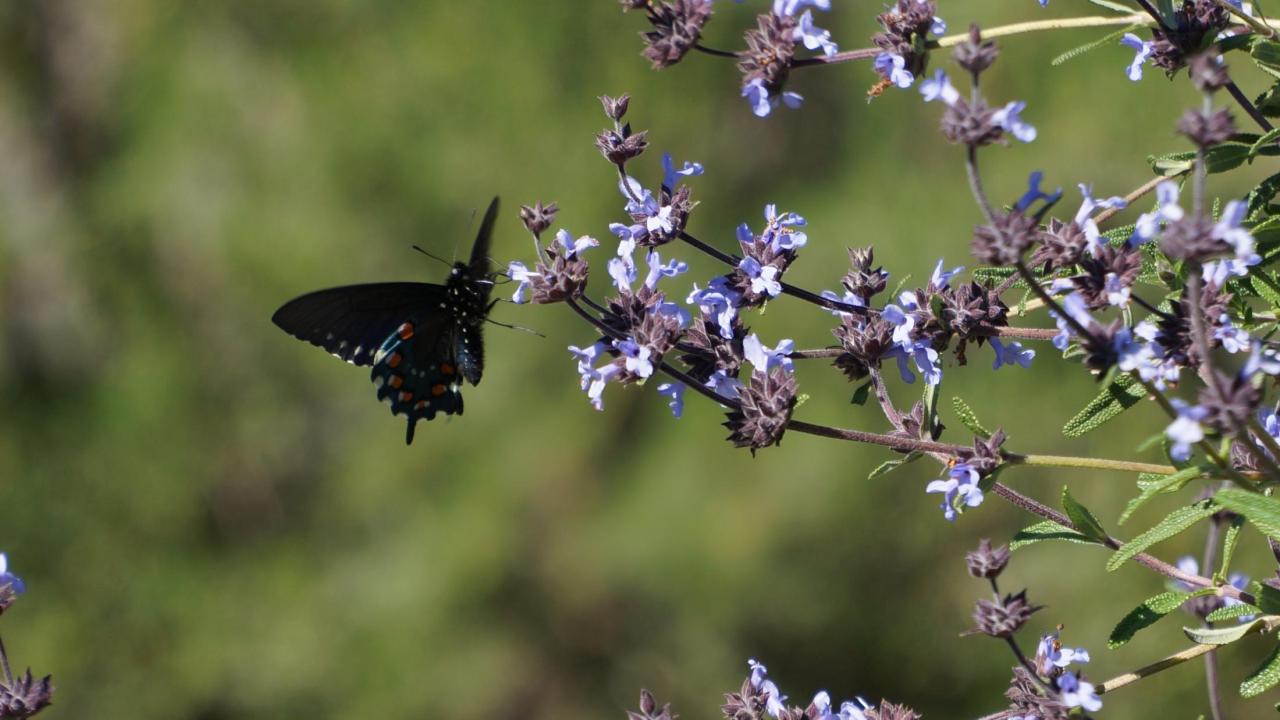 Image of pipevine swallowtail butterfly on Salvia. 