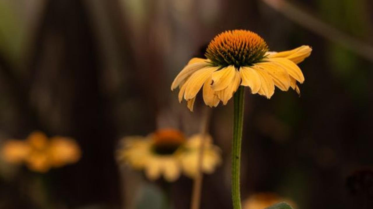 Yellow flower