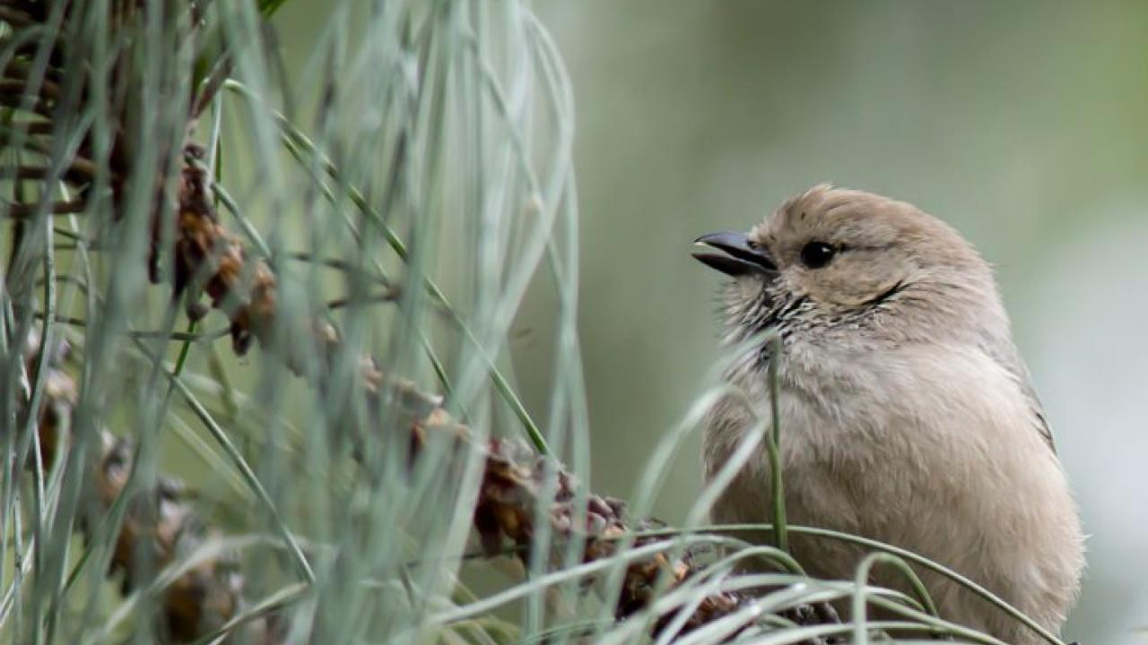 Winter Birds in Davis: Slide Show and Tour