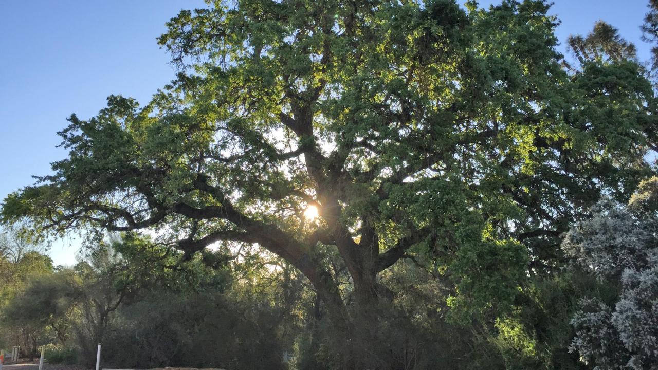 Image of Valley oak in the UC Davis Arboretum.