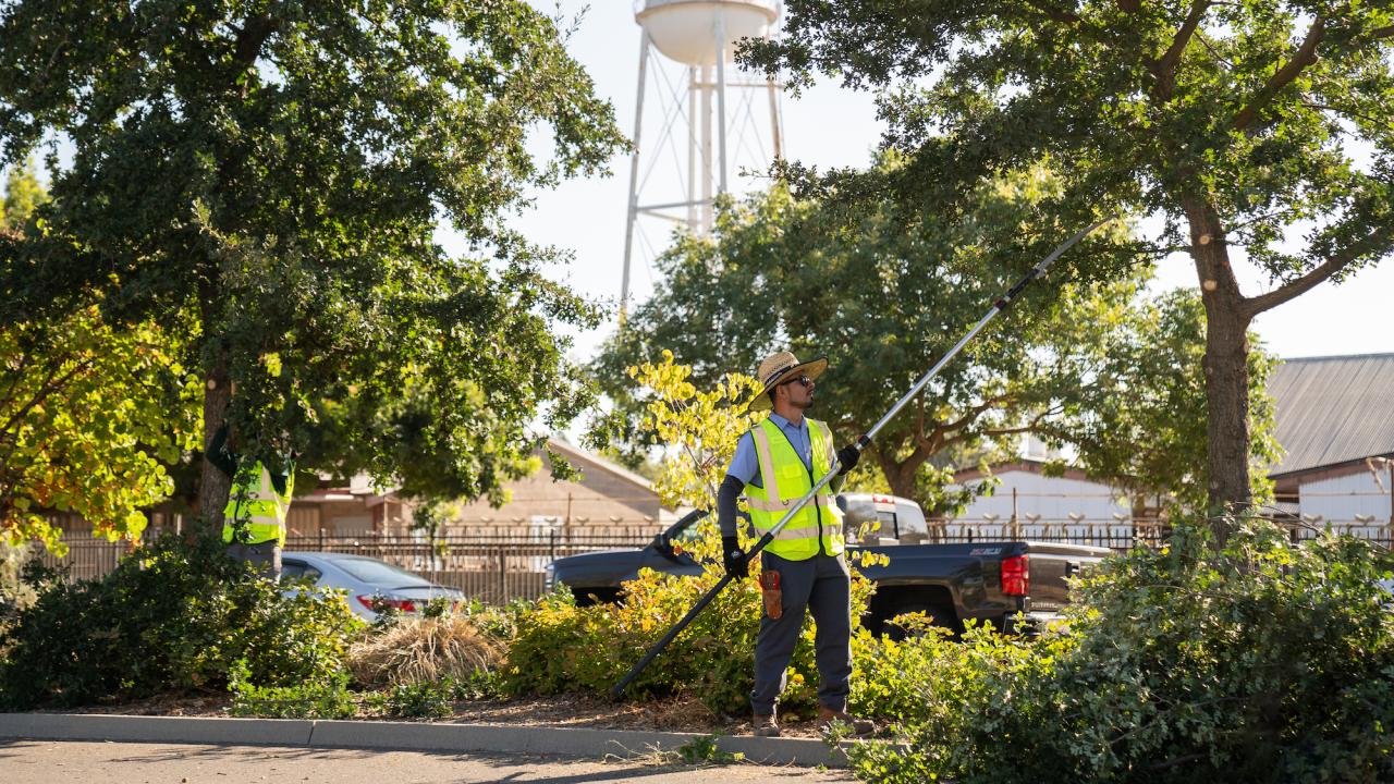 Person pruning a tree on a roadside median, the UC Davis water tower rising in the background