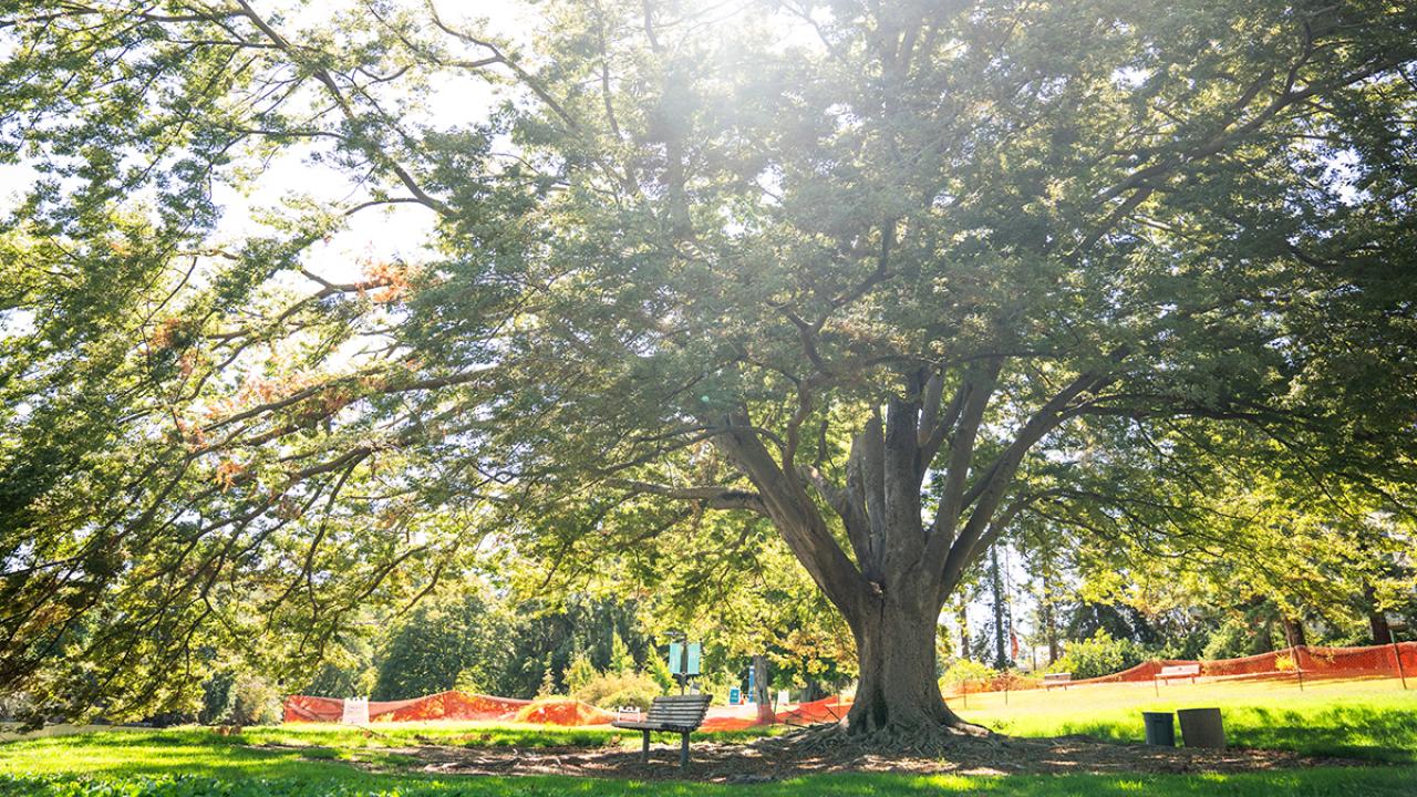 Image of a Japanese Zelkova tree with sunlight shining through its branches, surrounded by precautionary snow fencing in the UC Davis Arboretum and Public Garden.