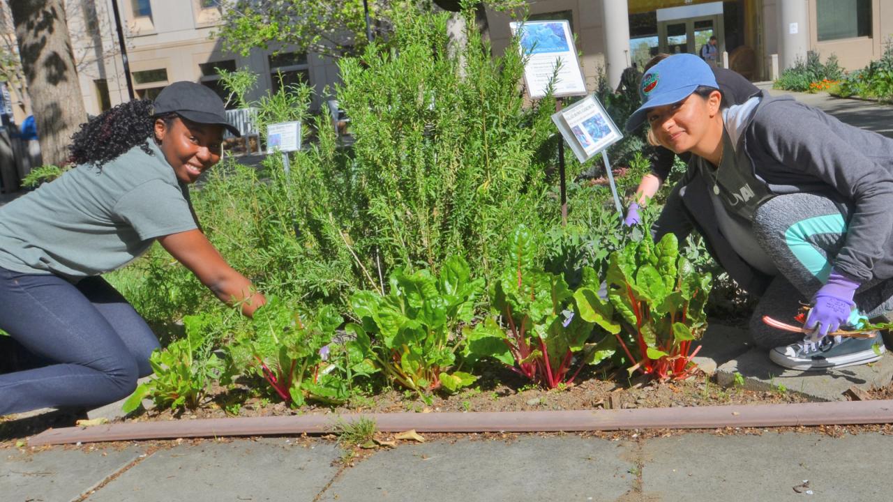 Image of students working at the salad bowl garden.