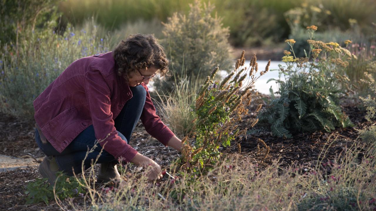 Person kneeling, looking at the roots of a plant in the Arboretum