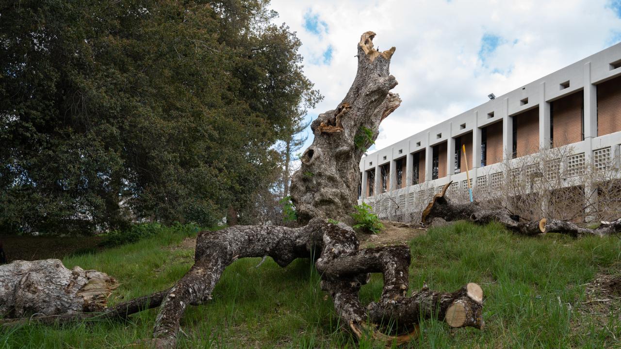 Image of buckeye tree stump in the UC Davis Arboretum's Native American Contemplative Garden.