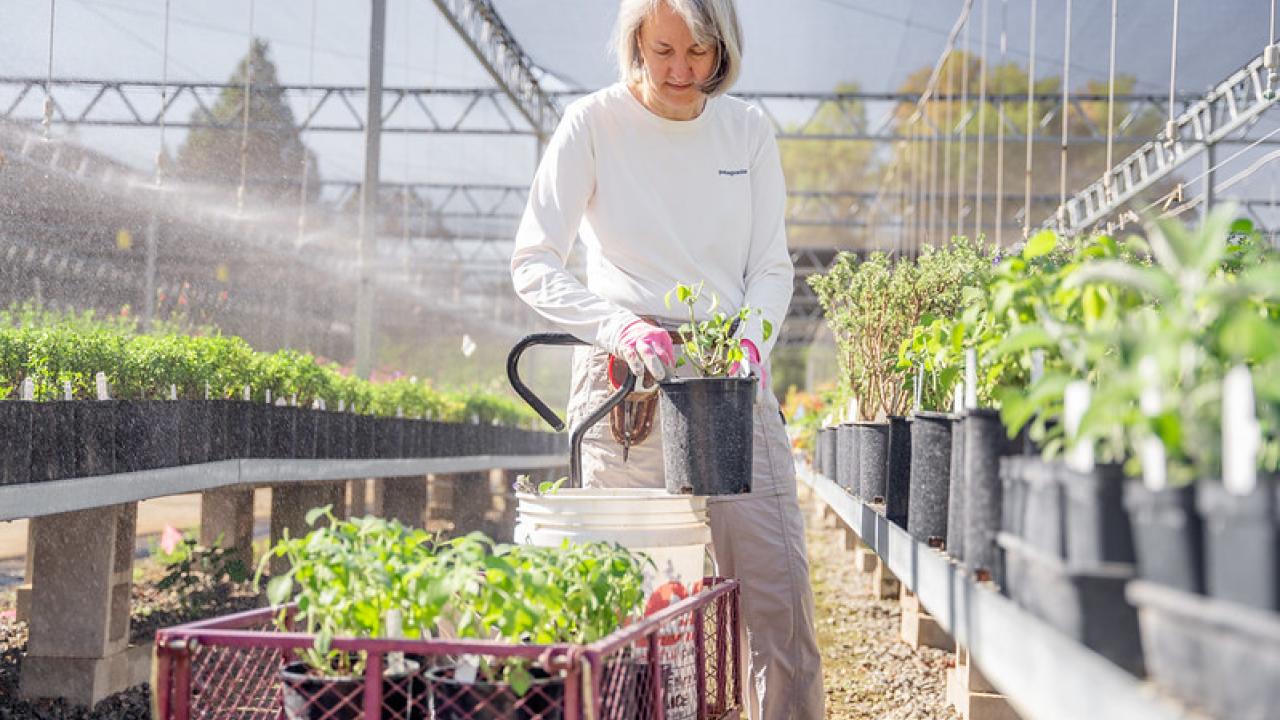 Image of female volunteer caring for plants in the UC Davis Arboretum Teaching Nursery.