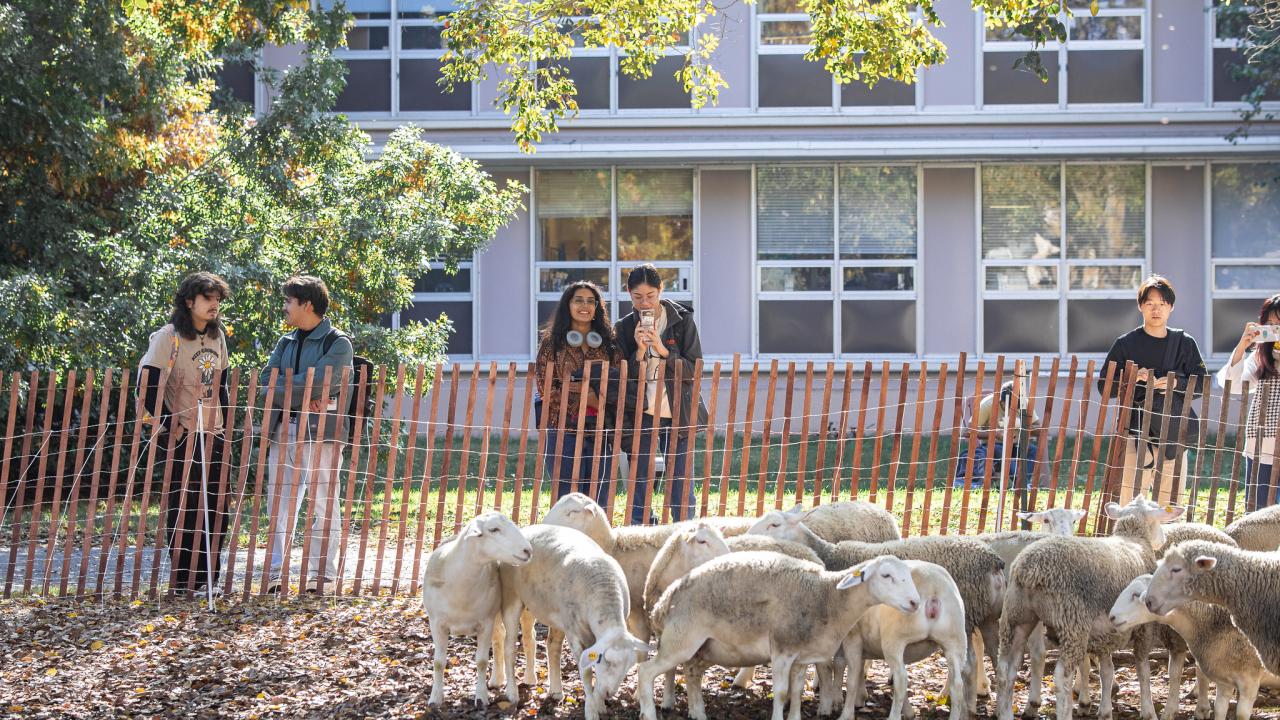 Students gather watching sheep