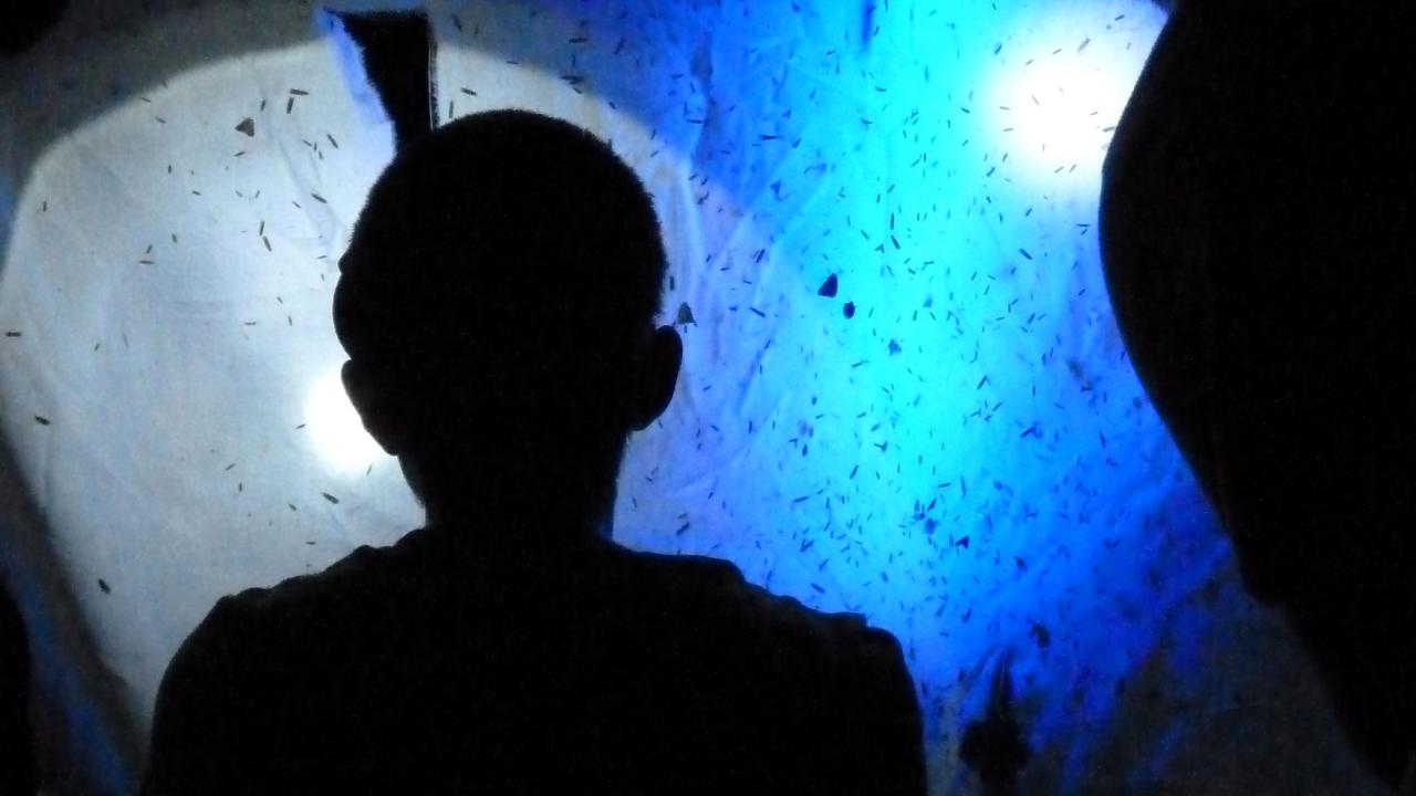 Two silhouetted figures stand in front of a hanging sheet with insects on it lit by blacklight