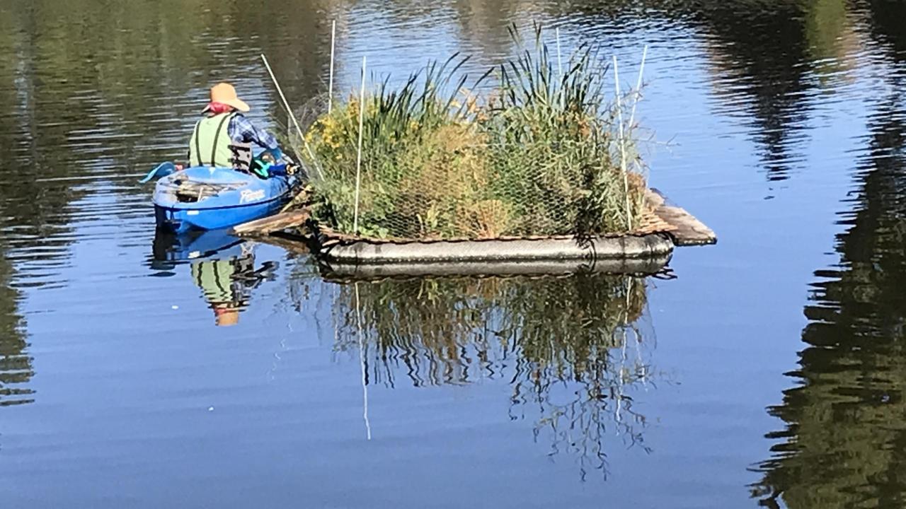 Image of Fernanda Arao monitoring a floating island in the UC Davis Arboretum Waterway.