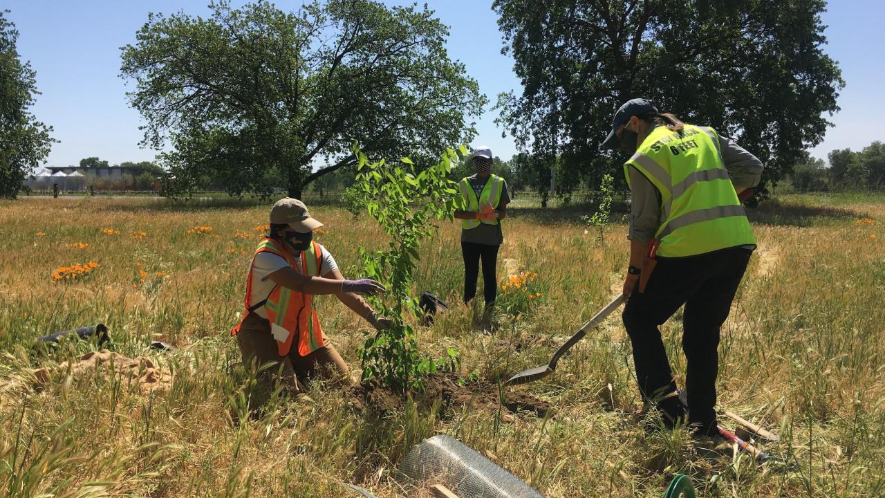 Students plant trial trees