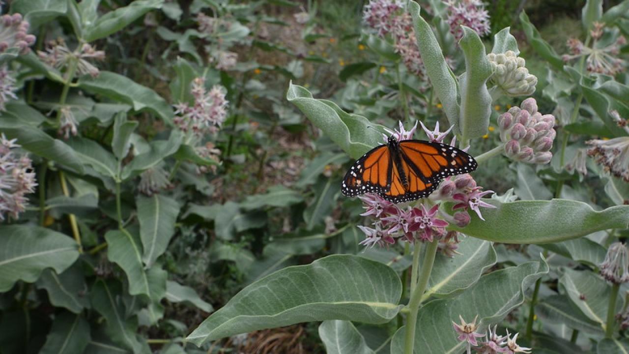 Monarch on Milkweed