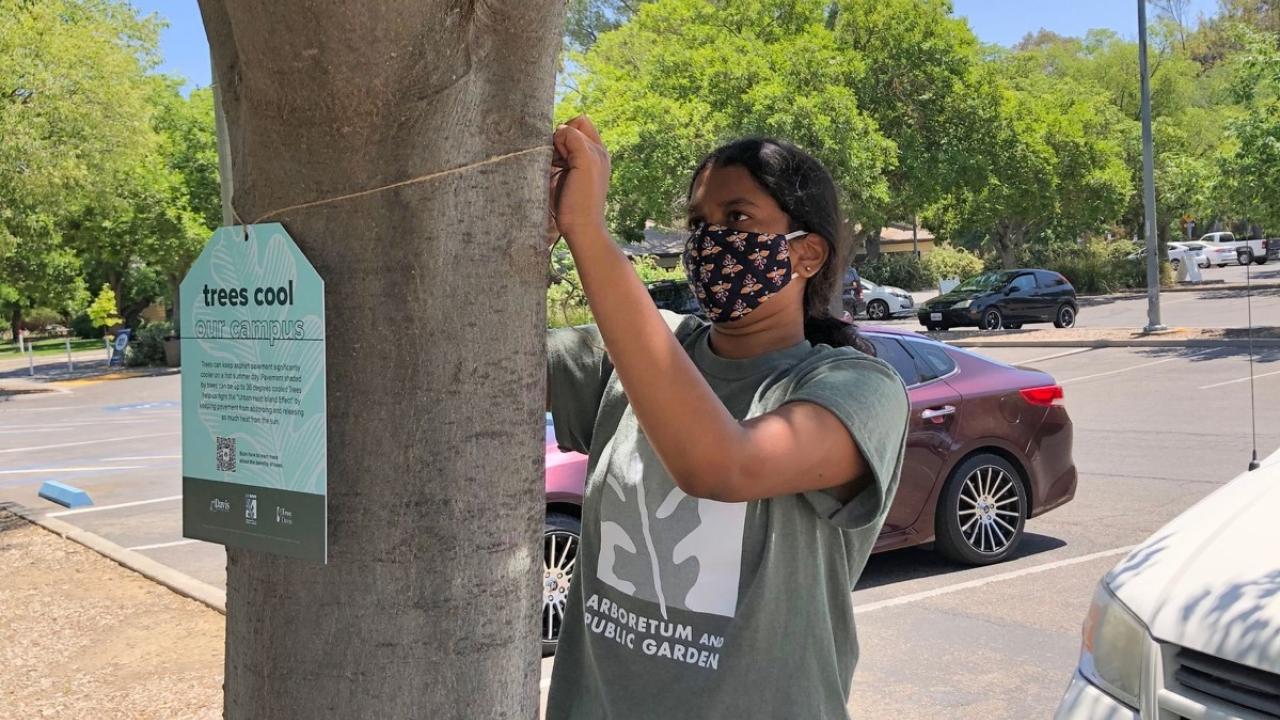 Intern attaches a tree tag to a tree on campus