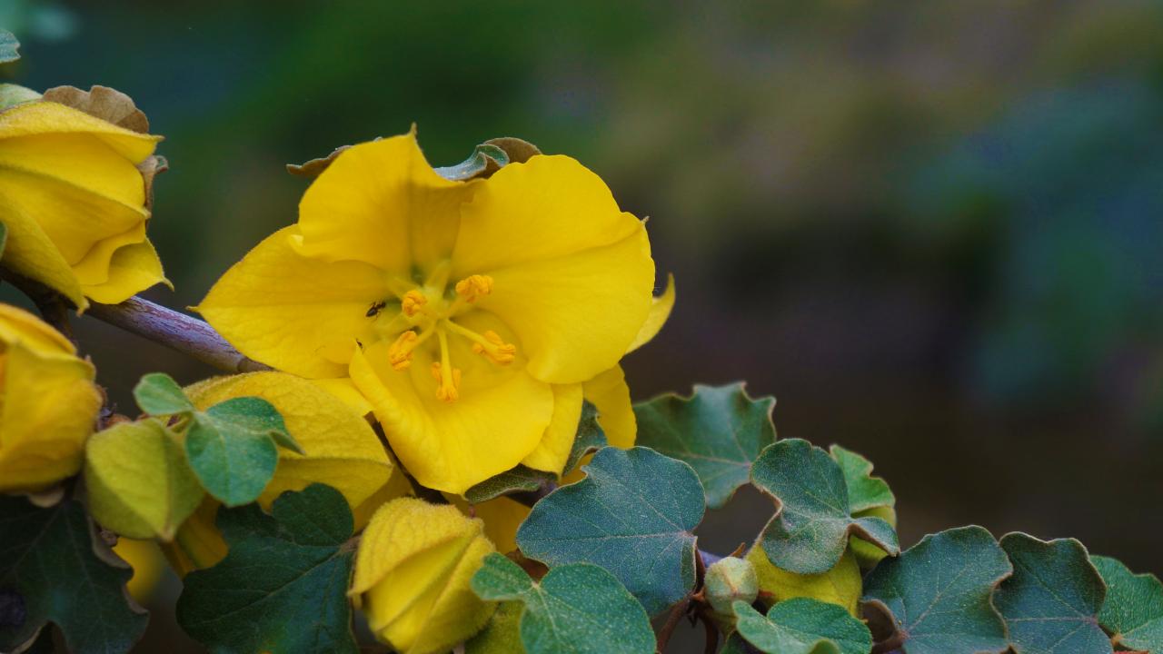 Fremontodendron